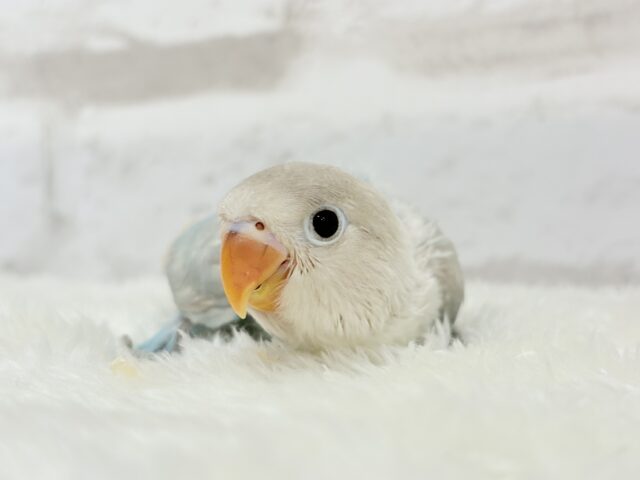 【最新画像更新🪄】これぞ天使🧚♀️🫧一瞬で目が奪われる✨シロボタンインコ ヒナ シロボタンインコ