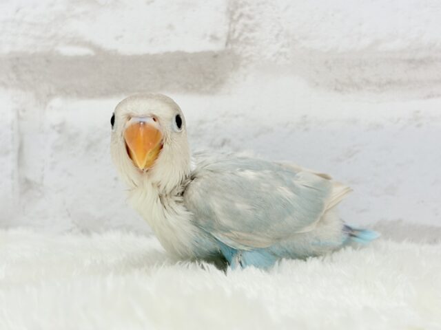 シロボタンインコ