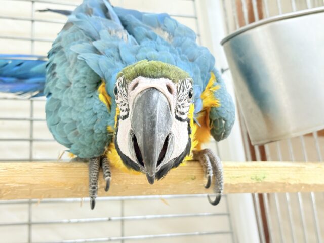 ルリコンゴウインコ