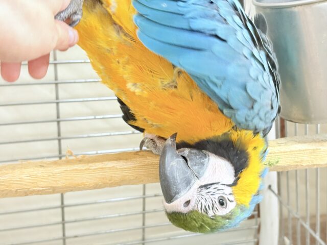 ルリコンゴウインコ