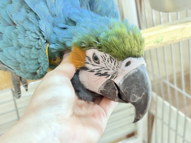 ルリコンゴウインコ