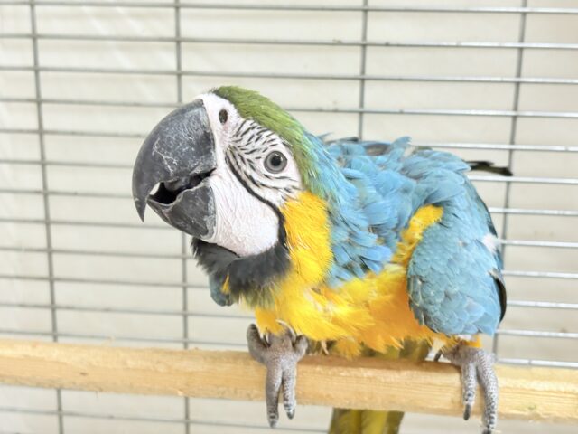 ルリコンゴウインコ