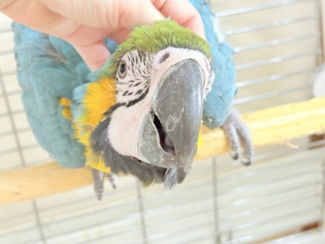 ルリコンゴウインコ