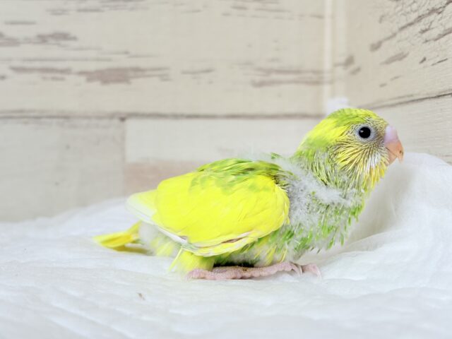 セキセイインコ