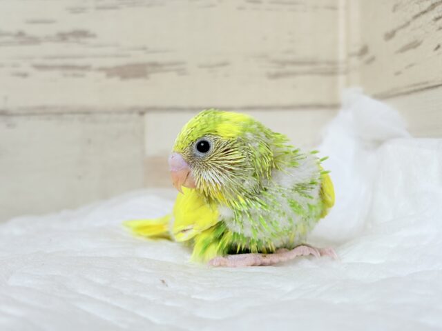 セキセイインコ