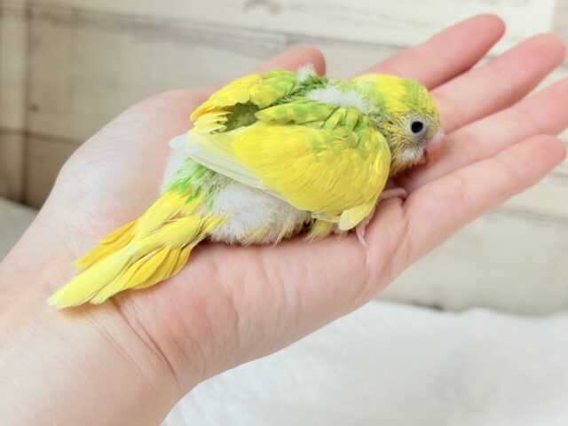 セキセイインコ