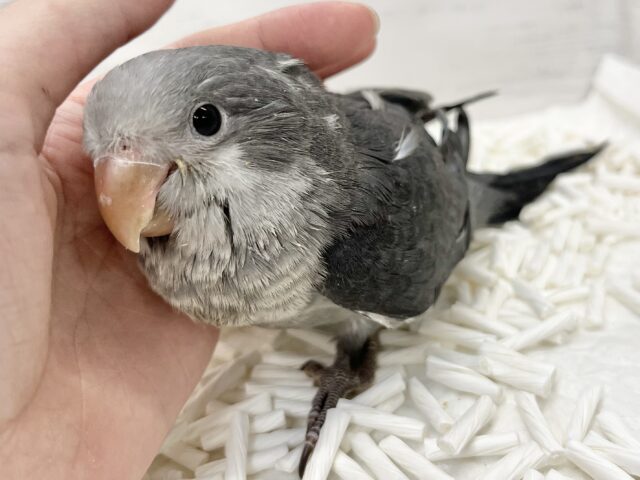オキナインコ