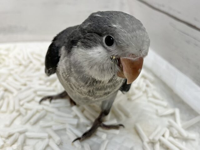 動画あり🎥【🆙最新画像アリ‼️】激シブ❗️超クールなカラー🆒💫 オキナインコ(バイオレット) オキナインコ