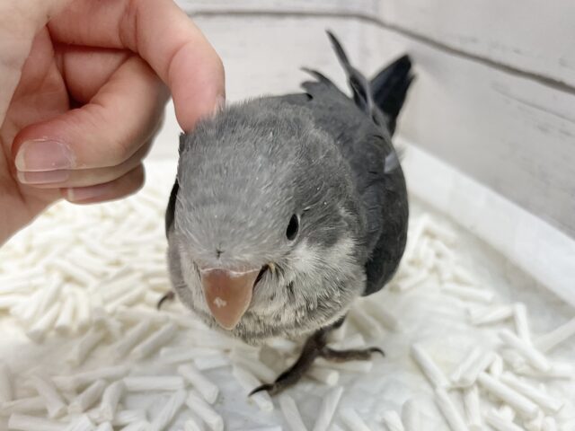 オキナインコ