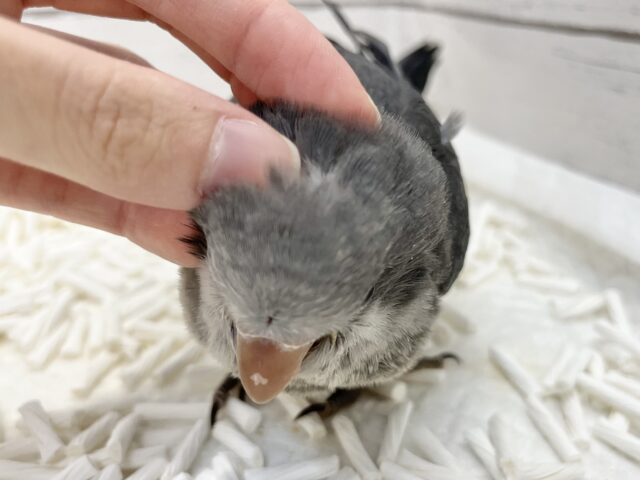 オキナインコ