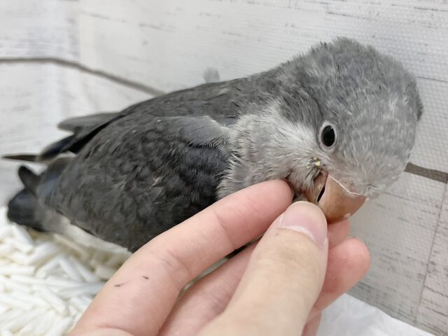 オキナインコ
