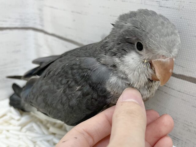 オキナインコ
