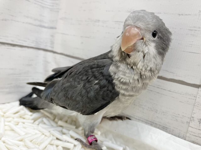 動画あり🎥【🆙最新画像アリ‼️】激シブ❗️超クールなカラー🆒💫 オキナインコ(バイオレット) オキナインコ