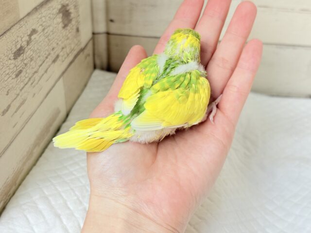 セキセイインコ