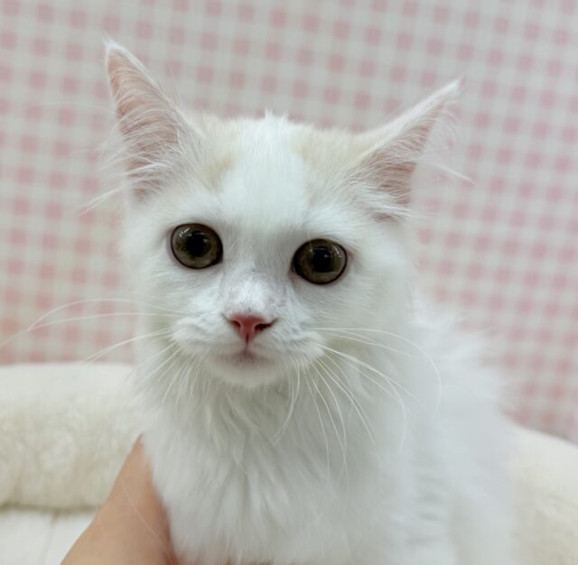 スコティッシュフォールド