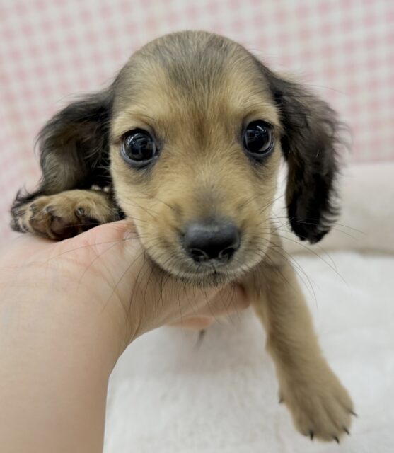 ミニチュアダックス