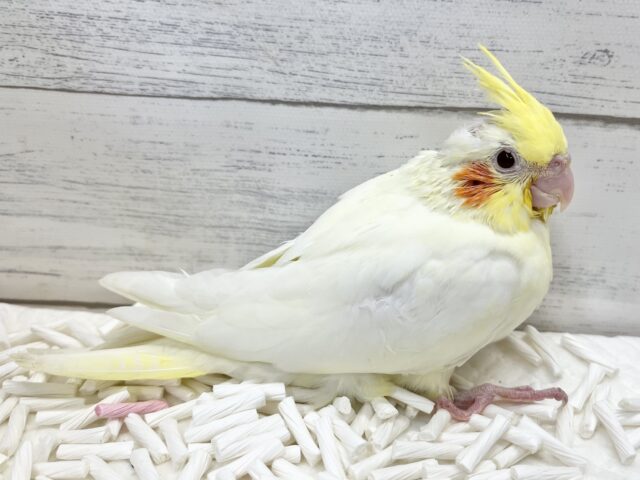 オカメインコ