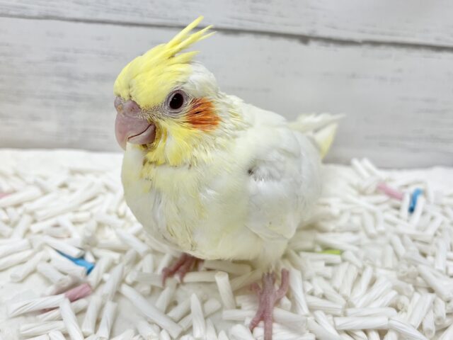 オカメインコ