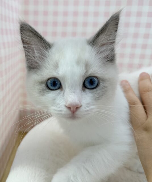 最新📷美猫降臨!ラグドールの女の子! ラグドール