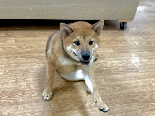 柴犬