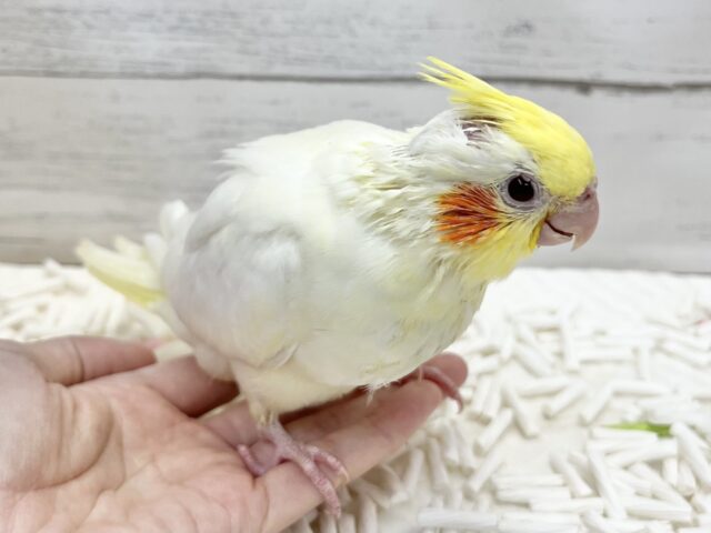 オカメインコ