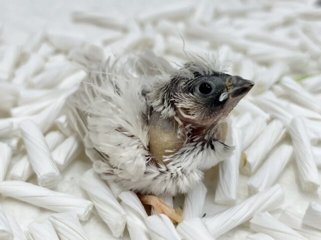 錦花鳥（キンカチョウ）