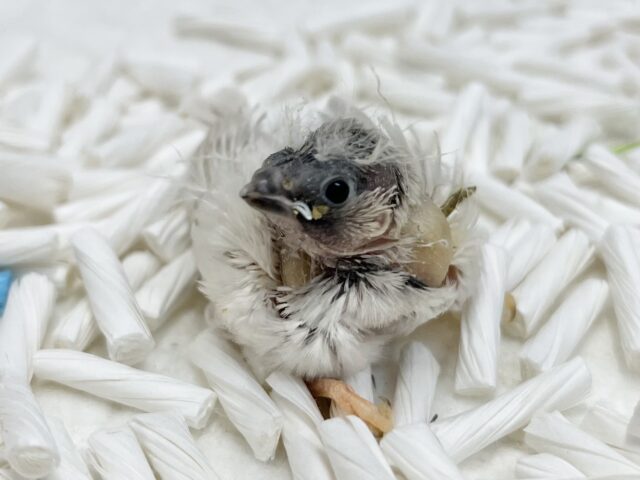 錦花鳥（キンカチョウ）