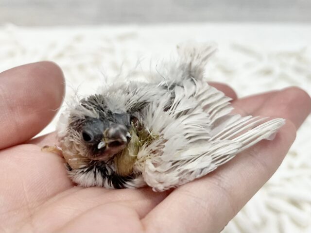 錦花鳥（キンカチョウ）