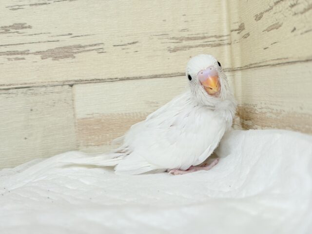 セキセイインコ