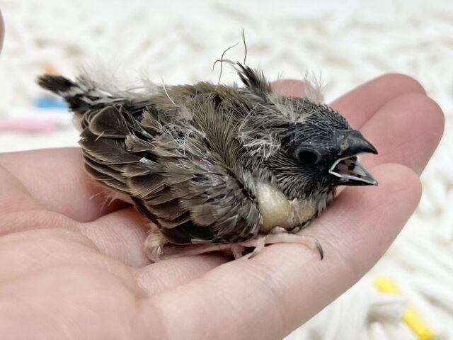 錦花鳥（キンカチョウ）