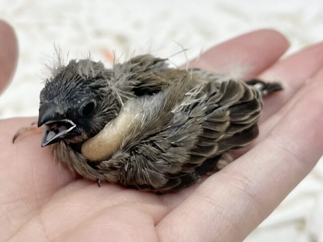 錦花鳥（キンカチョウ）