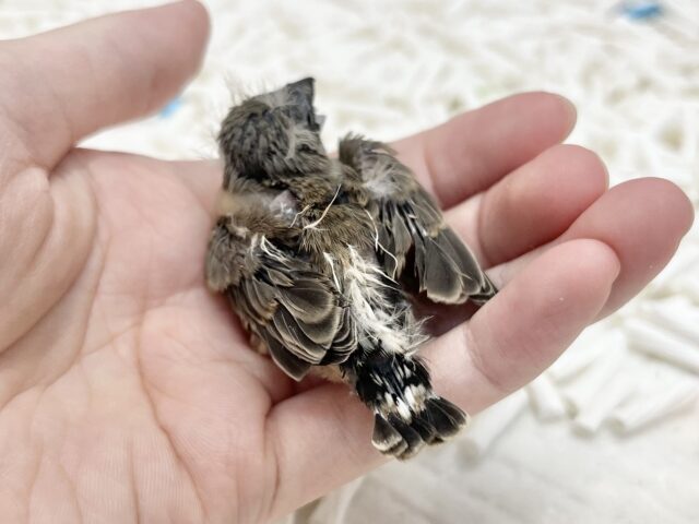 錦花鳥（キンカチョウ）