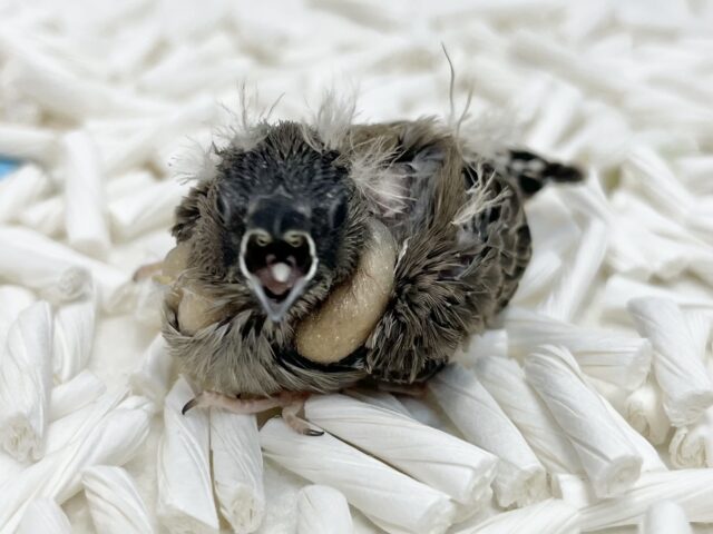 錦花鳥（キンカチョウ）