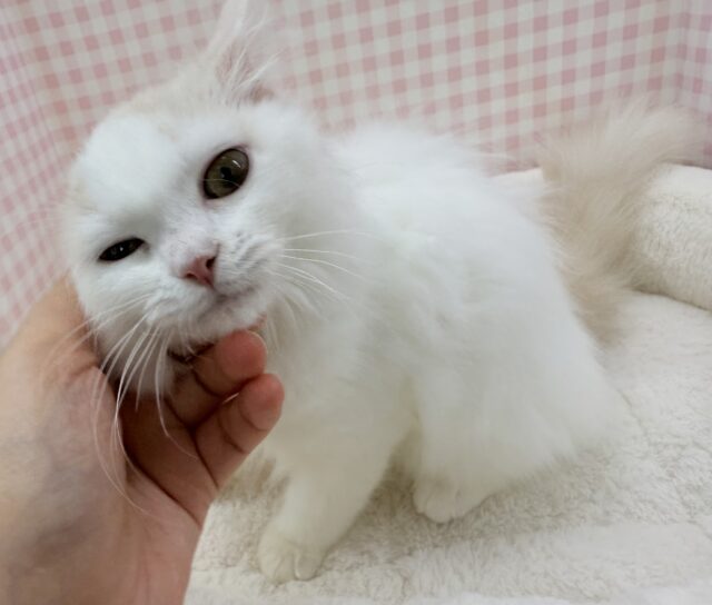 スコティッシュフォールド