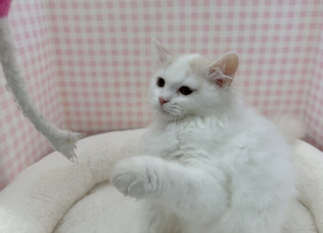 スコティッシュフォールド