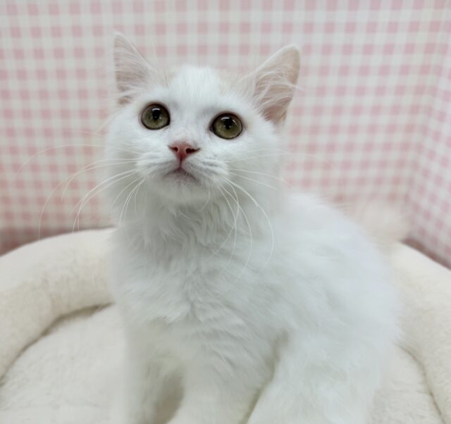 スコティッシュフォールド