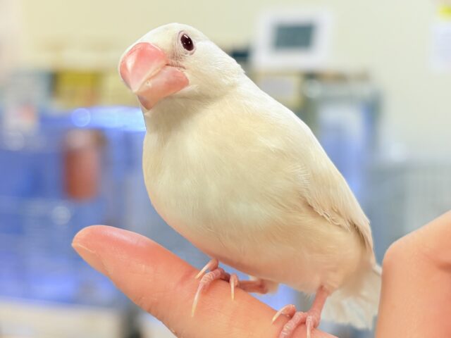 シルバーイノ文鳥