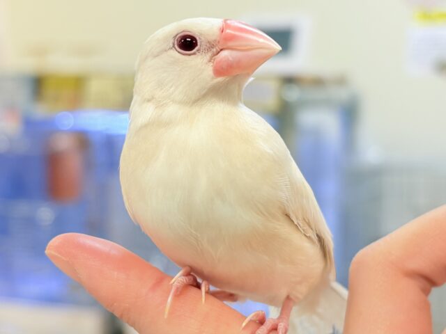 シルバーイノ文鳥