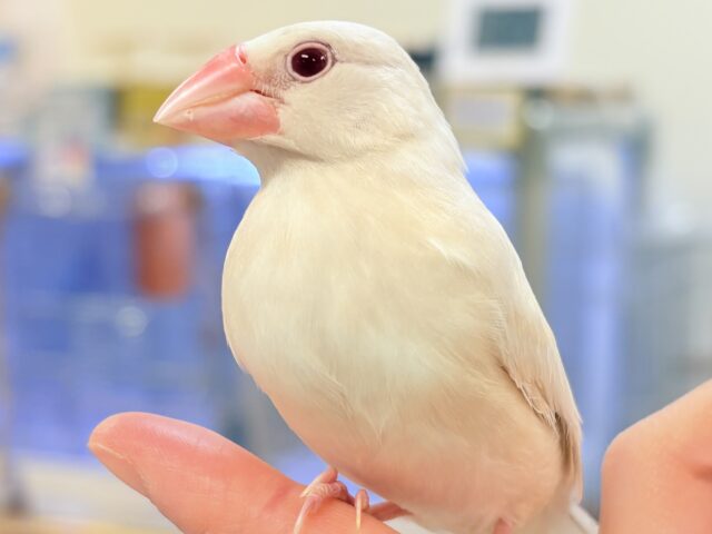 シルバーイノ文鳥