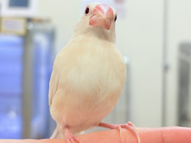 シルバーイノ文鳥