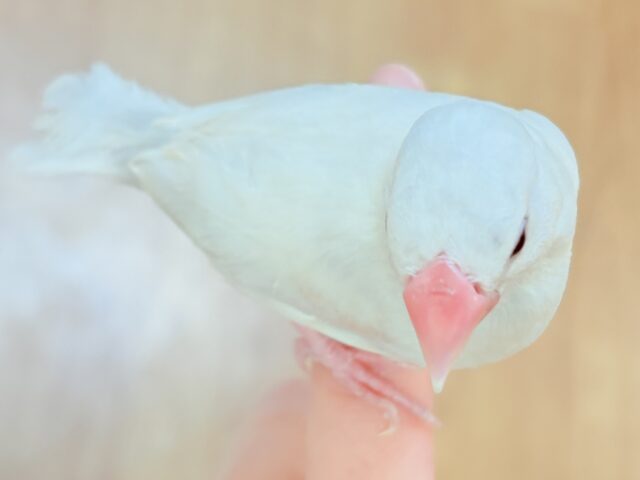 シルバーイノ文鳥