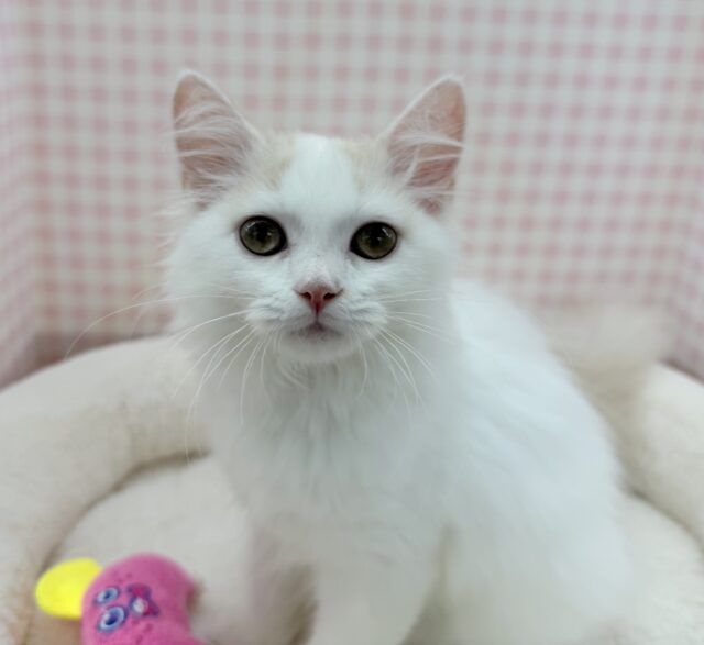 スコティッシュフォールド