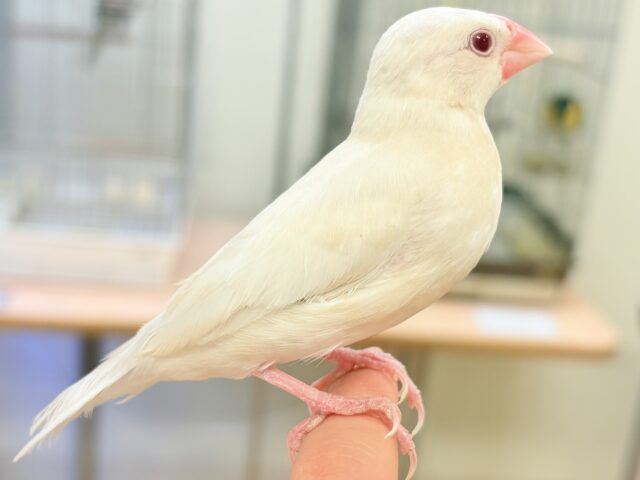 シルバーイノ文鳥