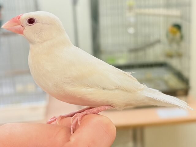 シルバーイノ文鳥