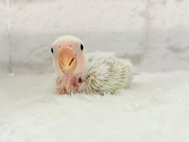 コザクラインコ（小桜インコ）