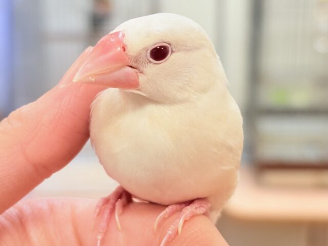 シルバーイノ文鳥