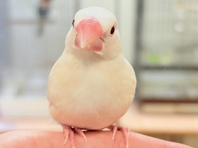 シルバーイノ文鳥