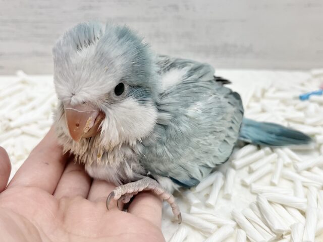 オキナインコ
