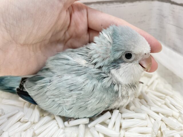 オキナインコ