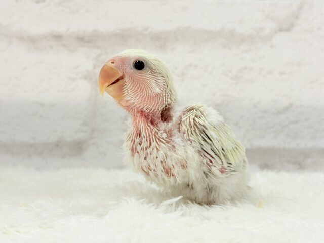 コザクラインコ（小桜インコ）